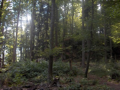 Durch den Rabensteiner Wald